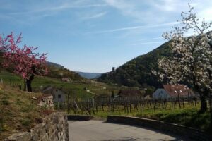 3-Hour Private Hiking Tour to historic places around Spitz in Wachau Valley - The Wachau UNESCO setting you’ll actually walk through