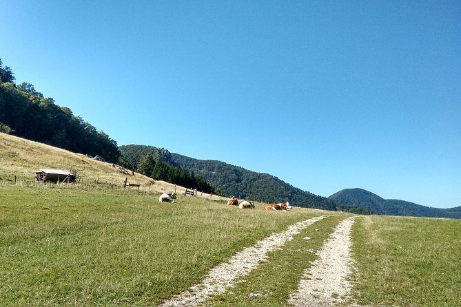 4-Hour Private Alpine Hiking Tour 'Matterhorn of the Prealps' - Your Vienna start: meeting at Am Hauptbahnhof at 8:00 am