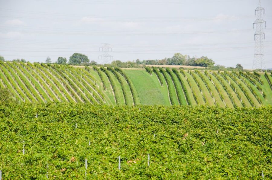 From Vienna: Half-day Countryside Wine Tour with Meal - Price and Value: Is $141 a Fair Deal?
