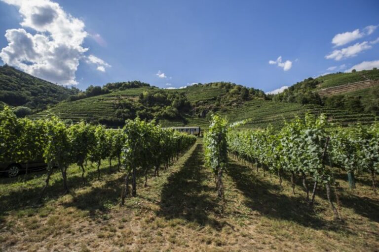 Grape Grazing: Wachau Valley Winery Biking Tour - Krems an der Donau: your warm-up ride through the river towns