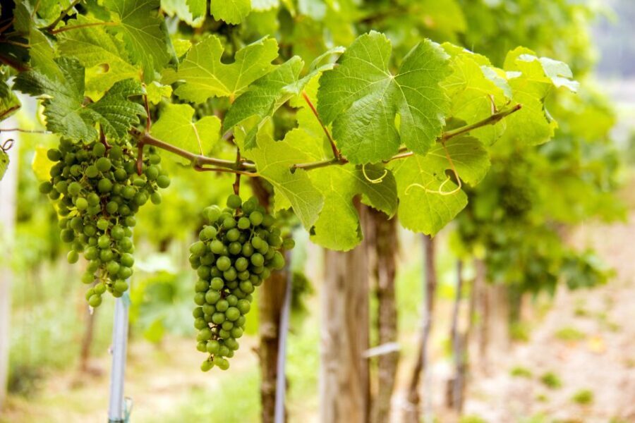 Grape Grazing: Wachau Valley Winery Biking Tour - Cool off in the River Danube: plan swim gear, but keep expectations flexible