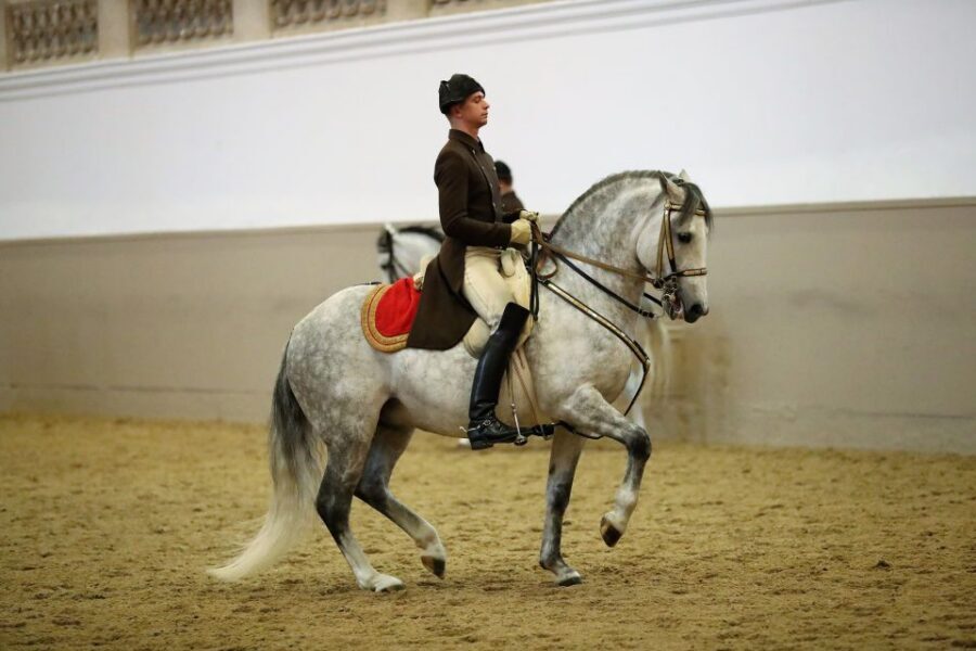 Performance Of The Lipizzans At Spanish Riding School - Key highlights you’ll feel right away
