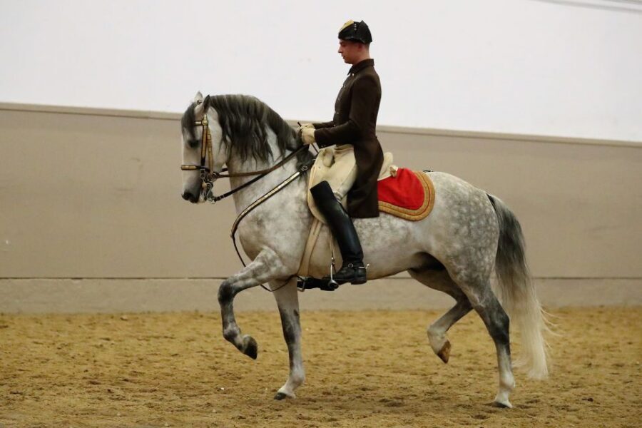 Performance Of The Lipizzans At Spanish Riding School - Lighting by André Heller and the classical Viennese music effect