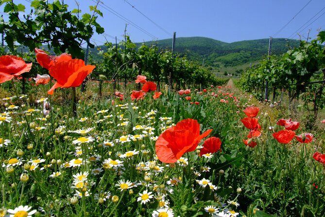 Private Vienna Woods Wine Tour - Key highlights worth planning around