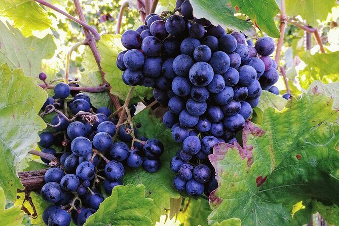 Private Vienna Woods Wine Tour - Price and value: what $960 per group really buys