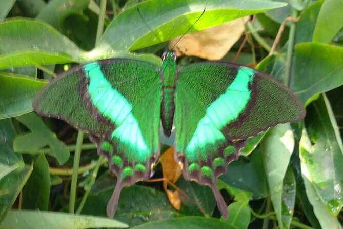 Schmetterlinghaus - Imperial Butterfly House Vienna Admission Ticket - Schmetterlinghaus: A quick Hofburg-area stop in Vienna