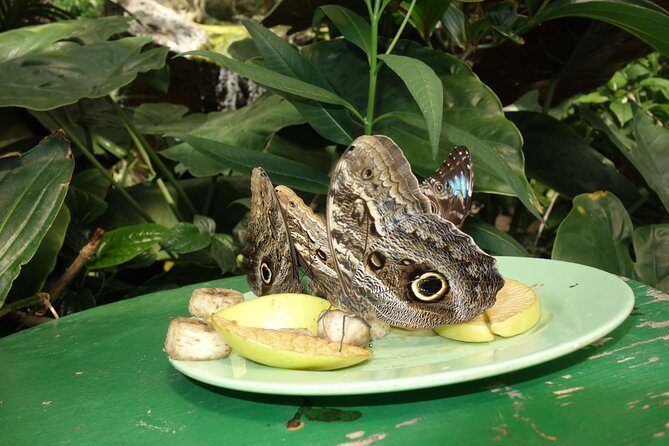 Schmetterlinghaus - Imperial Butterfly House Vienna Admission Ticket - Timing tips: avoiding the worst crowd moments