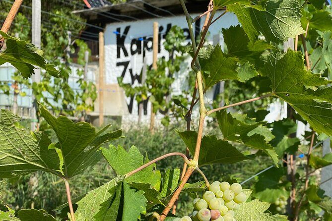 Taste and Tour Small Organic Wineries with a Winemaker - Key Highlights at a Glance