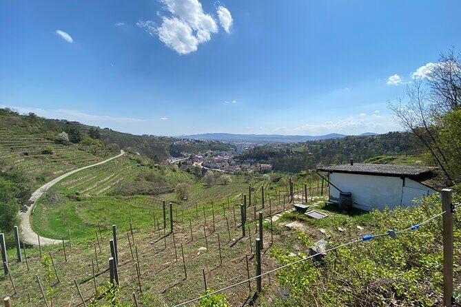 Taste and Tour Small Organic Wineries with a Winemaker - A Donau Wine Day That Starts in Krems, Not Vienna