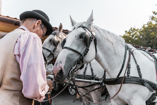 Vienna Horse-drawn Carriage Guided Tour - Should You Book the Vienna Horse-Drawn Carriage Tour?
