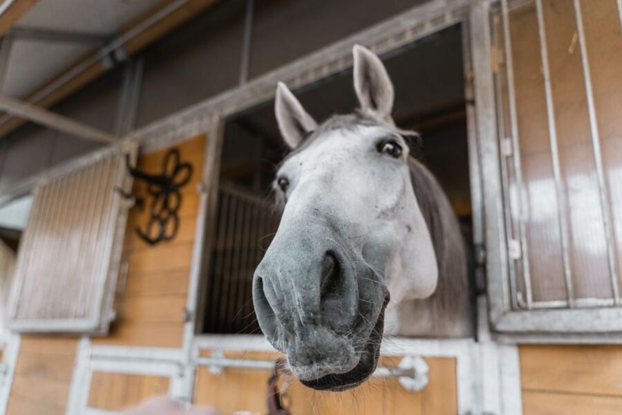 Vienna: Secrets of the Fiaker & Horse-Drawn Carriage Ride - Your one-hour Fiaker carriage ride into central Vienna