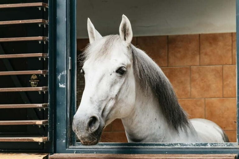 Vienna: Spanish Riding School Guided Architectural Tour - Horse stables and the Lipizzanerstallions: what you’ll see up close