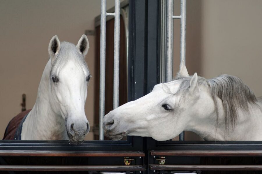 Vienna Spanish Riding School Guided Tour - Key takeaways before you go