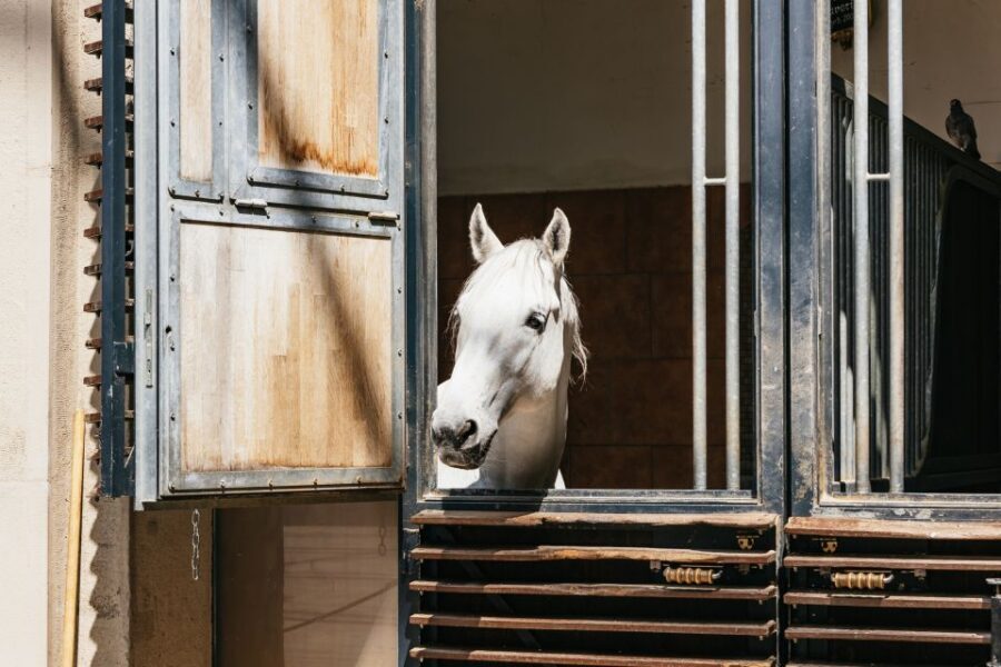 Vienna Spanish Riding School Guided Tour - Tack Room and Training Equipment: What the Horse Movement Depends On