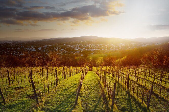 Vienna Wine Experience - Buschenschank tasting: where you actually learn through drinking