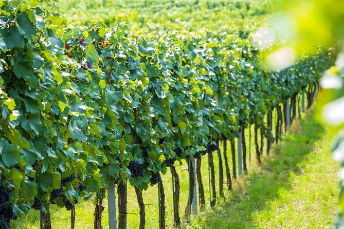 Wachau Valley Kayak & Wine Tour - Spitz Wine Tasting Stop: Riesling, Grüner Veltliner, and Easy Conversation